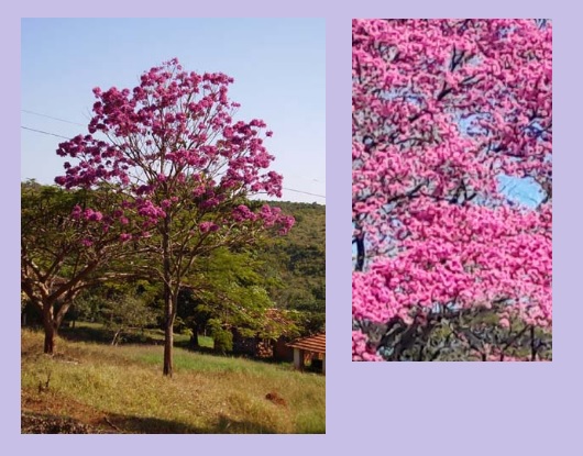 Ipê-roxo