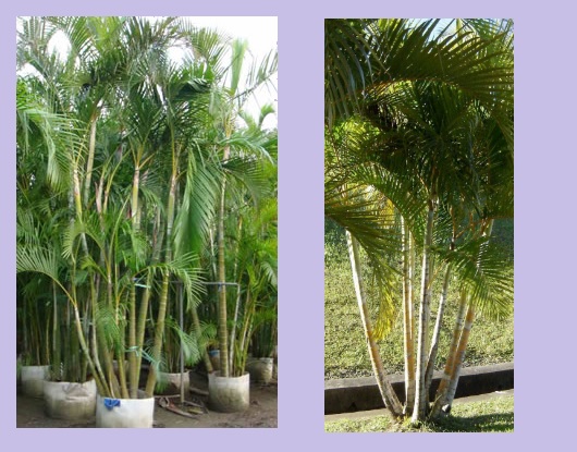 Areca-bambu
