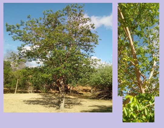Aroeira