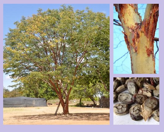 Cumaru ou Emburana-de-cheiro